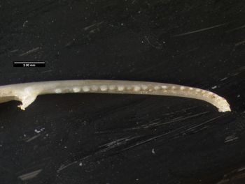 Media type: image;   Herpetology R-131690